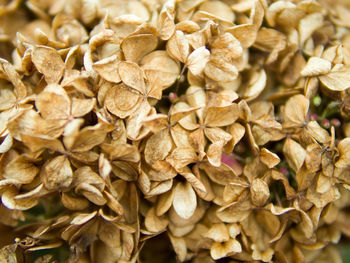 Full frame shot of dried leaves