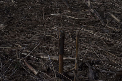 Close-up of hay in field