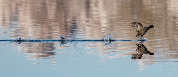 Birds flying over lake