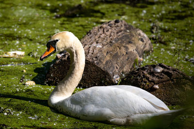 Swan floating on a lake