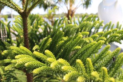 Close-up of green leaves