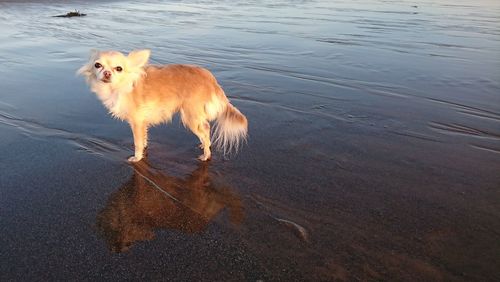 Portrait of wet dog on beach