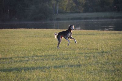 Dog running on field