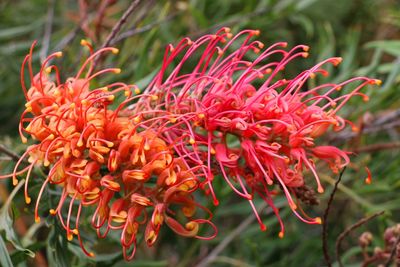 Close-up of flowers blooming outdoors