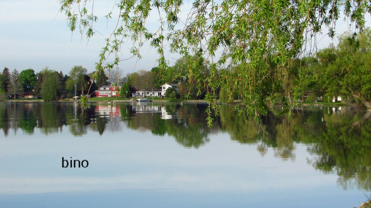 reflection, tree, water, lake, plant, sky, nature, day, waterfront, tranquility, no people, growth, beauty in nature, green color, tranquil scene, scenics - nature, animal, animal themes, outdoors