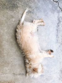 High angle view of dog