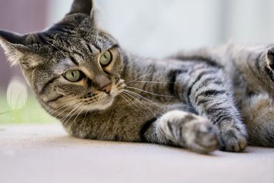 Close-up of cat lying on floor