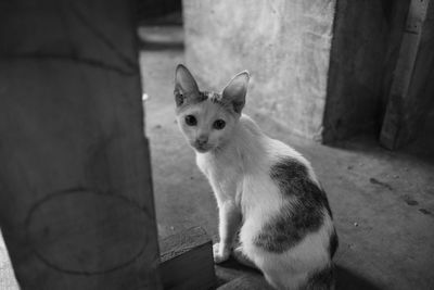 Portrait of cat sitting outdoors