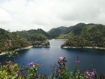 View of trees in forest