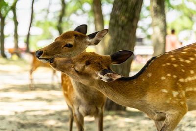 Deer in a forest