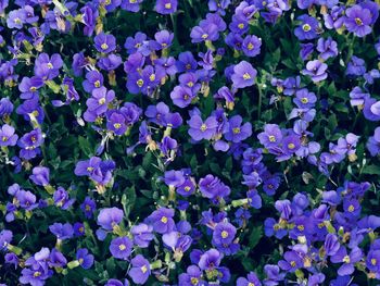 High angle view of purple flowering plants