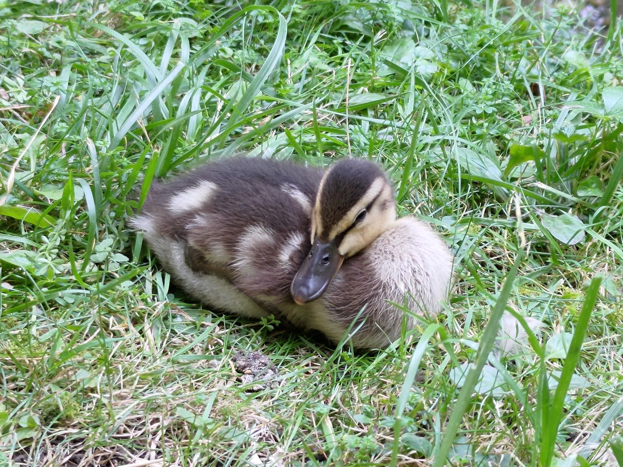 grass, animal themes, animal, plant, bird, water bird, duck, animal wildlife, wildlife, ducks, geese and swans, nature, green, young animal, no people, one animal, high angle view, land, beak, young bird, field, day, duckling, outdoors, growth, relaxation, mammal