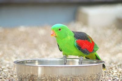 Close-up of parrot perching on bowl