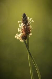 Close-up of flower on plant