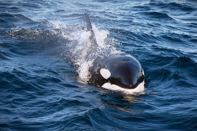 Close-up of a whale in water