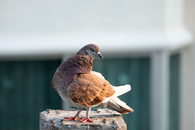 Close-up of seagull perching on railing