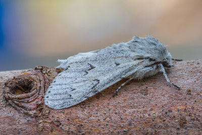 Close-up of lizard on rock