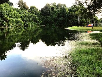 Scenic view of lake in forest