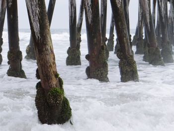 Scenic view of sea against trees in forest