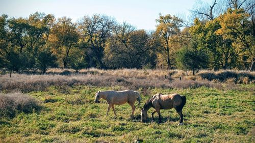 Side view of horses grazing on field