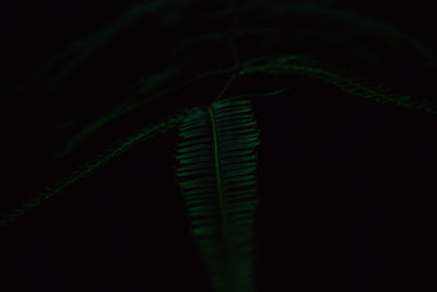 Close-up of fern on plant against black background