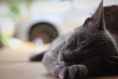 Close-up of cat sleeping
