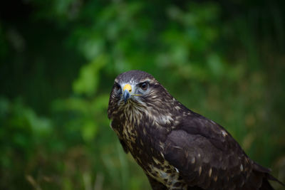 Close-up of hawk perching on branch