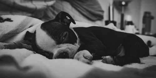 Dog sleeping on bed at home