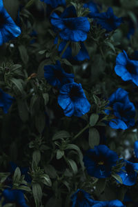 High angle view of purple flowering plants