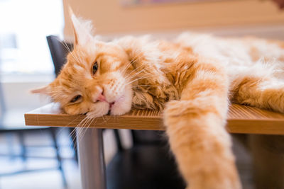 Close-up of cat lying on floor