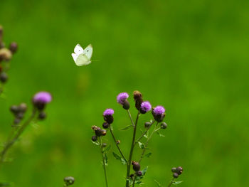 Close-up of purple flowering plant