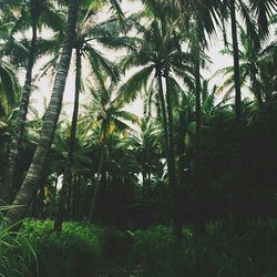 Palm trees against sky