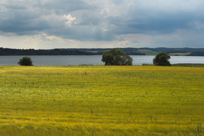 Scenic view of field against sky