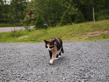 Dog running on field