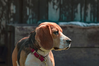 Dog looking away