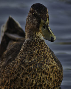 Close-up of a bird