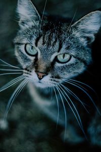 Close-up portrait of cat