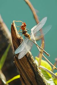 Close-up of insects perching on plant