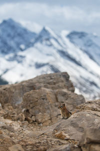 Squirrel sitting on rock during winter