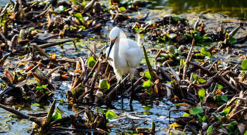 Bird perching on a lake