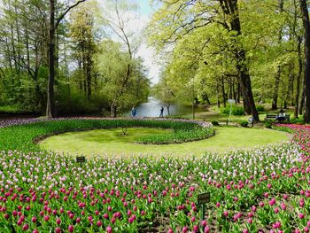 View of flowers in park