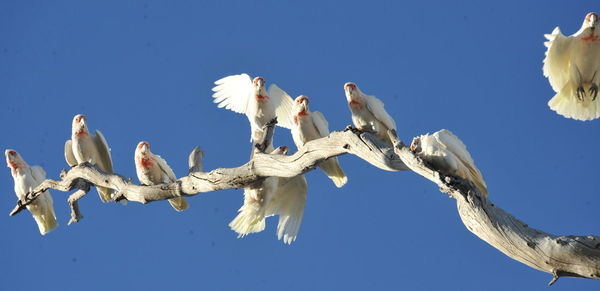 Low angle view of bird flying against clear sky