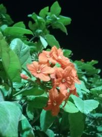 Close-up of flowering plant against black background