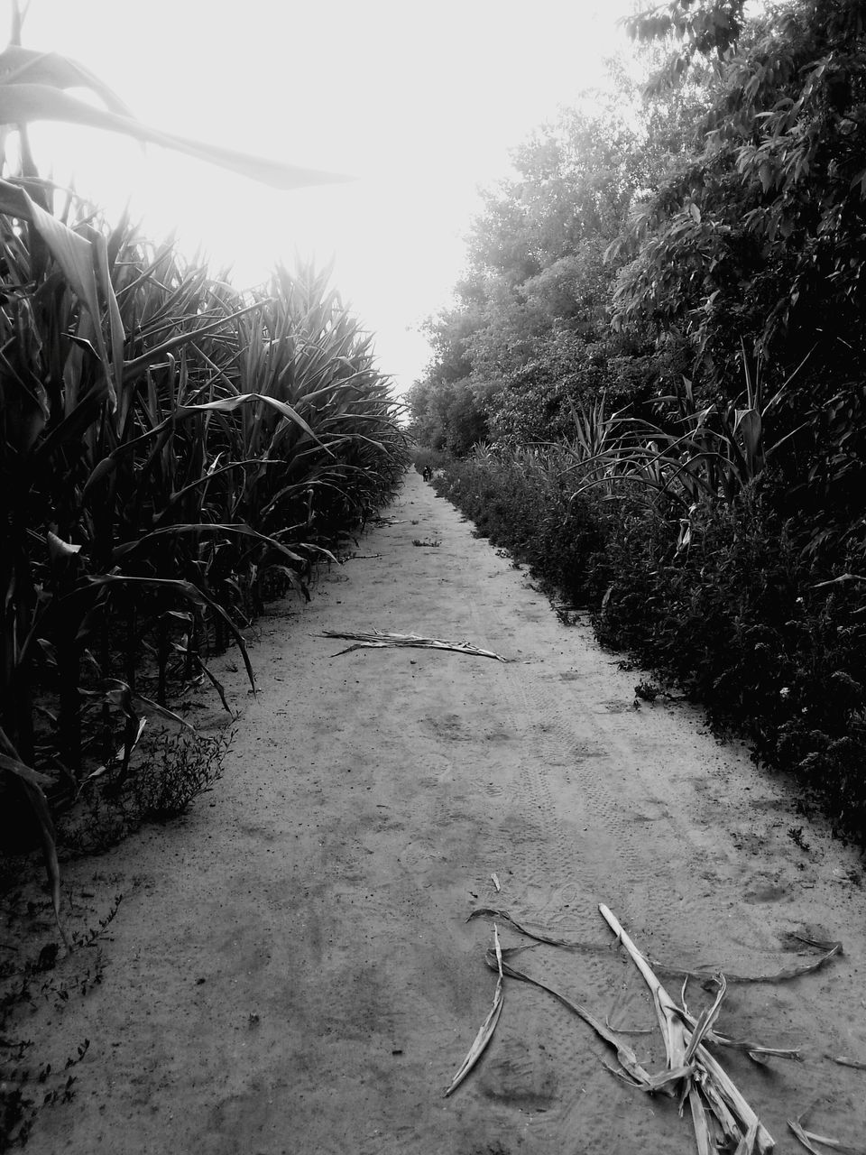 the way forward, diminishing perspective, vanishing point, plant, tree, sunlight, tranquility, growth, nature, no people, grass, outdoors, landscape, tranquil scene, day, empty, sky, long, non-urban scene, narrow, beauty in nature, scenics