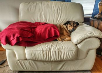 Dog relaxing on sofa at home