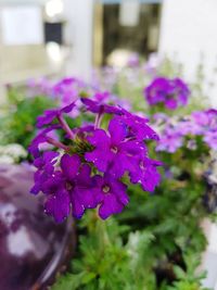 Close-up of purple flowers blooming outdoors