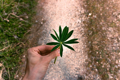 Close-up of hand holding plant