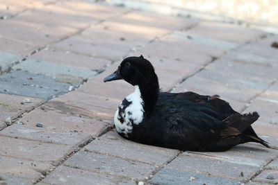 High angle view of duck