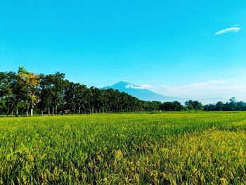 Scenic view of agricultural field against sky