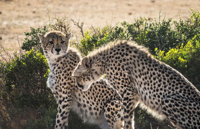 Cheetahs by plants on land